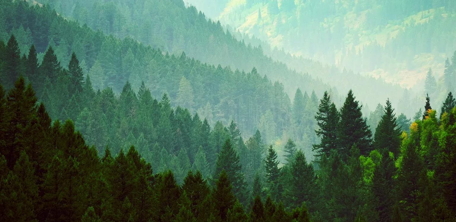 Swiss forest, Infomaniak infrastructure